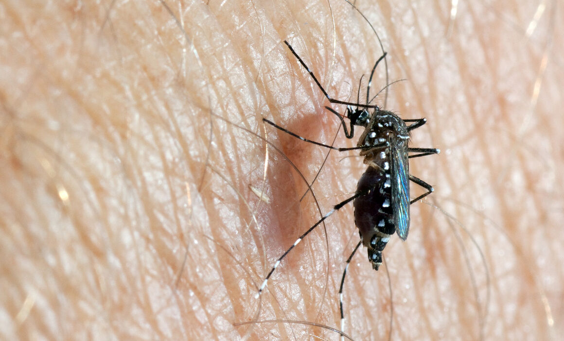 Aedes Aegypti female. © ECDC/Francis Schaffner