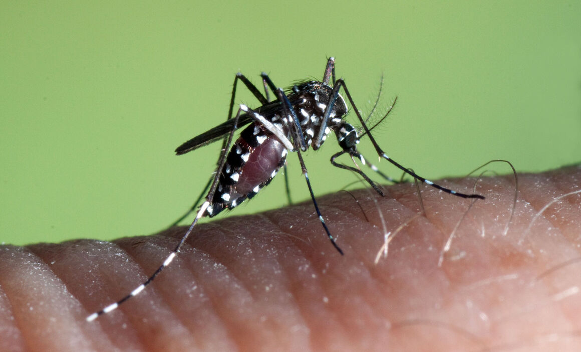 Aedes albopictus female. © ECDC/Francis Schaffner