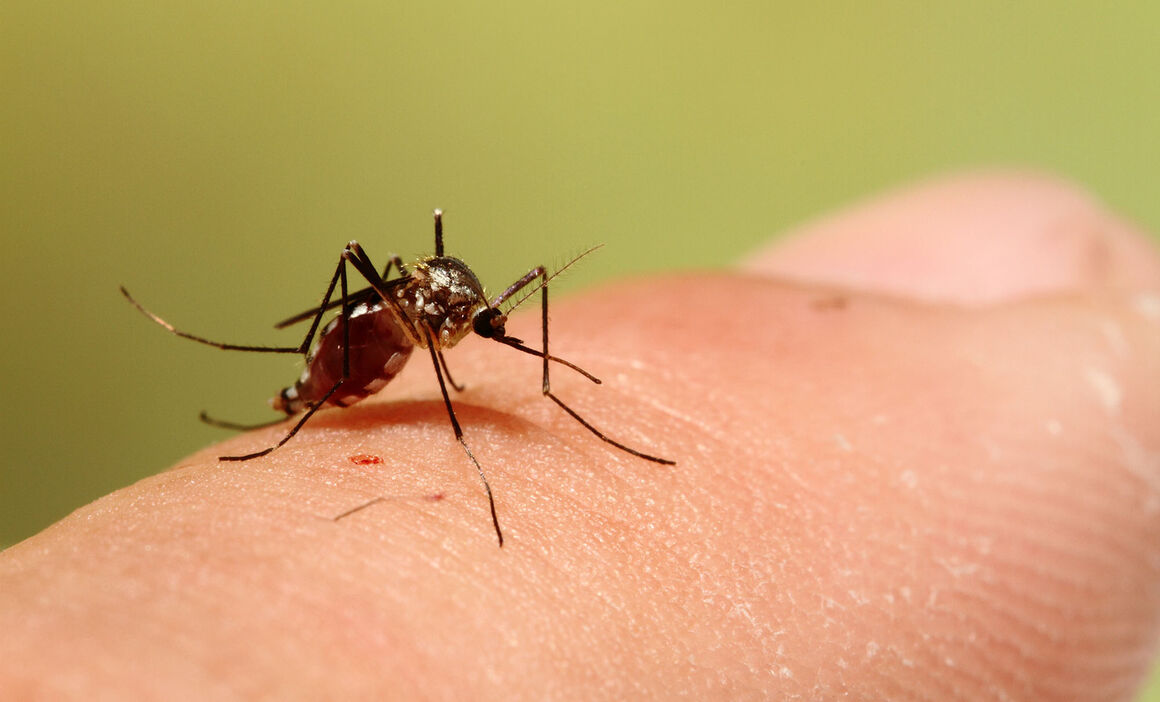 Aedes triseriatus female. © ECDC/Guy Hendrickx