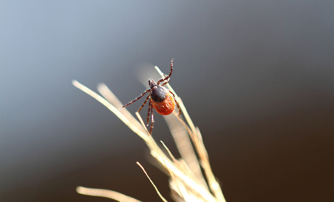 Ixodes Ricinus female. © ECDC/Guy Hendrickx