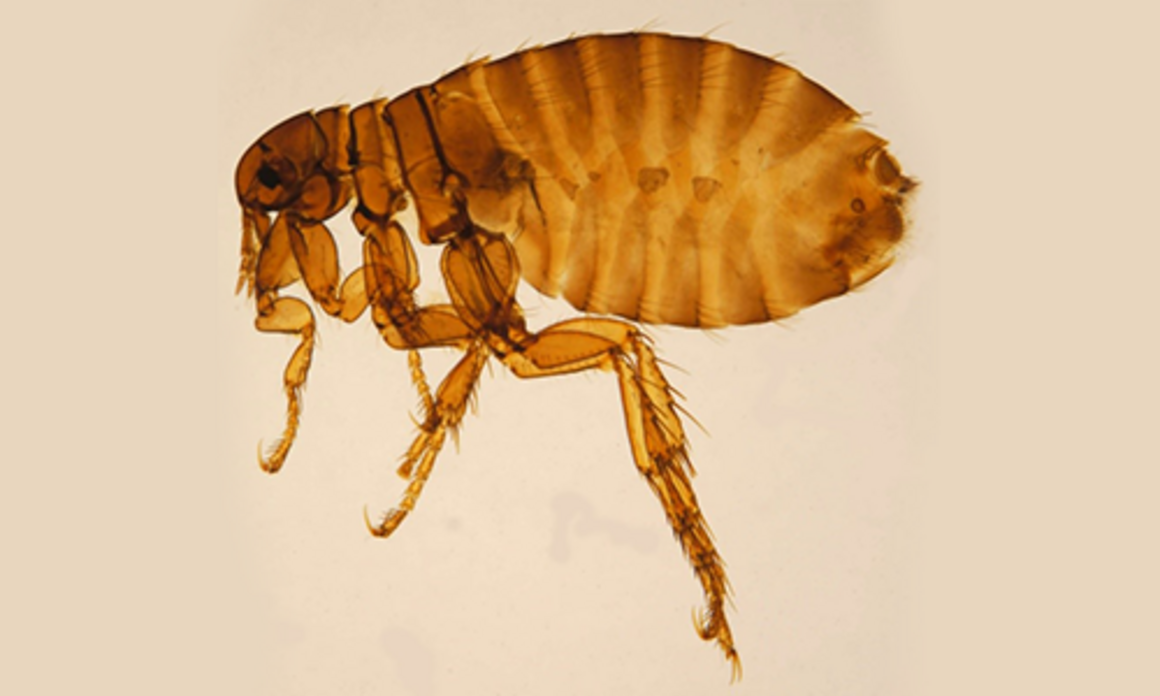 Human flea - Pulex irritans