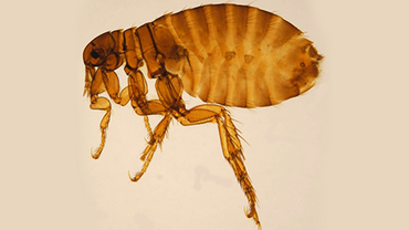 Human flea - Pulex irritans